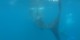 Philippines - 2012-01-16 - 155 - Whale Shark Beach